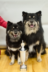 Mera and Ainu posing with their trophy from last year as best brace.. This year they were number two!